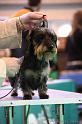 Crufts2011_2 1368